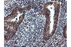 Image no. 1 for anti-RAB30, Member RAS Oncogene Family (RAB30) antibody (ABIN1500558) (RAB30 抗体)