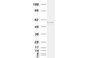 Western Blotting (WB) image for Cell Division Cycle 20 Homolog (S. Cerevisiae) (CDC20) protein (Myc-DYKDDDDK Tag) (ABIN2713830)
