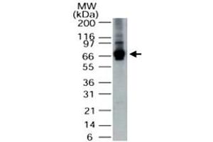 Western blot analysis of ALAS1 in HepG2 cell lysate. (ALAS1 抗体  (AA 480-530))