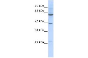 Western Blotting (WB) image for anti-Solute Carrier Family 35, Member F3 (SLC35F3) antibody (ABIN2458816) (SLC35F3 抗体)
