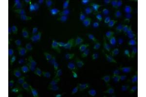 Immunofluorescence staining of HepG2 cells with ABIN7170175 at 1:100, counter-stained with DAPI. (SLC23A2 抗体  (AA 1-92))