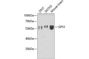 Western blot analysis of extracts of various cell lines using GPS1 Polyclonal Antibody at dilution of 1:1000. (GPS1 抗体)