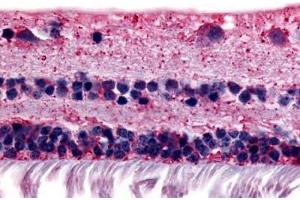 Anti-RGR antibody  ABIN1049289 IHC staining of human retina. (RGR 抗体  (Extracellular Domain))