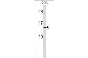 Western blot analysis in 293 cell line lysates (35ug/lane). (RPS20 抗体  (N-Term))