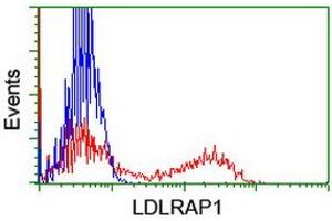 HEK293T cells transfected with either RC206643 overexpress plasmid (Red) or empty vector control plasmid (Blue) were immunostained by anti-LDLRAP1 antibody (ABIN2455237), and then analyzed by flow cytometry. (LDLRAP1 抗体)