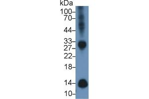 Detection of b2M in Mouse Spleen lysate using Polyclonal Antibody to Beta-2-Microglobulin (b2M) (beta-2 Microglobulin 抗体  (AA 22-119))