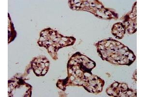 IHC image of ABIN7152919 diluted at 1:500 and staining in paraffin-embedded human placenta tissue performed on a Leica BondTM system. (FBLN2 抗体  (AA 301-440))