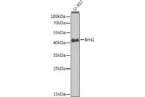 Western blot analysis of extracts of U-937 cells, using Bmi1 antibody (ABIN6130877, ABIN6137590, ABIN6137592 and ABIN6217484) at 1:1000 dilution. (BMI1 抗体  (AA 120-326))