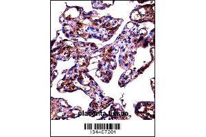 FBLN1 Antibody immunohistochemistry analysis in formalin fixed and paraffin embedded human placenta tissue followed by peroxidase conjugation of the secondary antibody and DAB staining. (Fibulin 1 抗体  (C-Term))