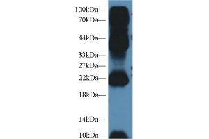 Western Blot; Sample: Mouse Testis lysate; Primary Ab: 2µg/ml Rabbit Anti-Human AGR2 Antibody Second Ab: 0. (AGR2 抗体  (AA 21-175))
