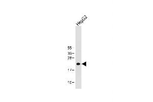Anti-ID1 Antibody (Center) at 1:1000 dilution + HepG2 whole cell lysate Lysates/proteins at 20 μg per lane.
