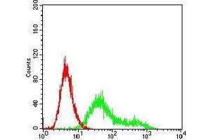 Flow cytometric analysis of Hela cells using CSNK2B mouse mAb (green) and negative control (red).