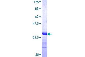 TRA2B Protein (AA 120-199) (GST tag)