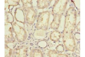 Immunohistochemistry of paraffin-embedded human kidney tissue using ABIN7142419 at dilution of 1:100 (MRPL44 抗体  (AA 31-332))