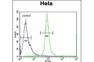 ESCO2 Antibody (Center) (ABIN654674 and ABIN2844369) flow cytometric analysis of Hela cells (right histogram) compared to a negative control cell (left histogram). (ESCO2 抗体  (AA 132-161))
