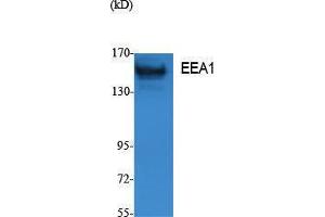 Western Blotting (WB) image for anti-Early Endosome Antigen 1 (EEA1) (N-Term) antibody (ABIN3187597) (EEA1 抗体  (N-Term))