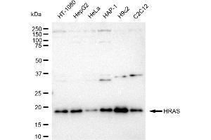 Western blotting analysis using HRAS antibody (ABIN7799002). (Recombinant HRAS 抗体)