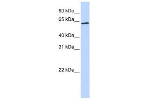 AIFM3 antibody used at 1 ug/ml to detect target protein. (AIFM3 抗体  (Middle Region))