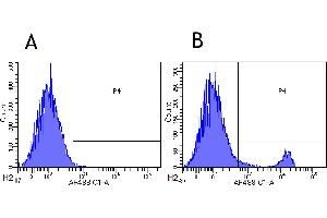 Flow-cytometry using anti-CD8beta antibody YTS 156. (Recombinant CD8B 抗体)