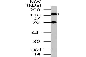 Image no. 1 for anti-Period Circadian Protein 2 (PER2) (AA 700-900) antibody (ABIN5027440) (PER2 抗体  (AA 700-900))
