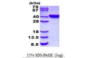Figure annotation denotes ug of protein loaded and % gel used. (C2orf60 蛋白)