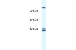 GRIN2C antibody used at 0. (GRIN2C 抗体  (N-Term))