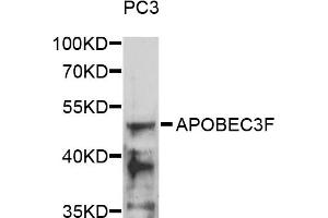 Western blot analysis of extracts of PC3 cells, using APOBEC3F antibody (ABIN5974975) at 1/1000 dilution. (APOBEC3F 抗体)