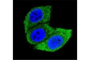 Immunofluorescence (IF) image for anti-Heat Shock 70kDa Protein 1A (HSPA1A) (AA 574-600) antibody (ABIN3031153)