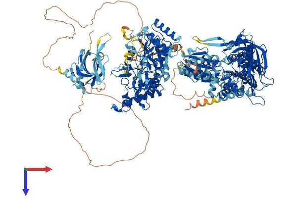 NOS1 Protein (AA 1-1434) (His tag)