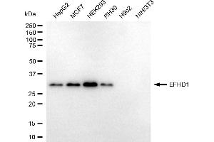 Western blotting analysis using EFHD1 antibody (ABIN7798424). (EFHD1 抗体)