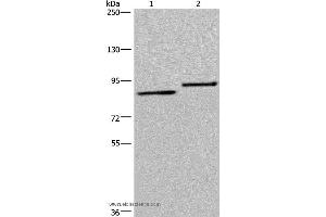 Western blot analysis of A549 and 293T cell, using TXLNA Polyclonal Antibody at dilution of 1:300 (alpha Taxilin 抗体)