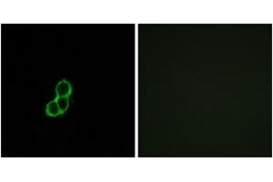 Immunofluorescence analysis of MCF7 cells, using OR5T3 Antibody. (OR5T3 抗体  (AA 86-135))