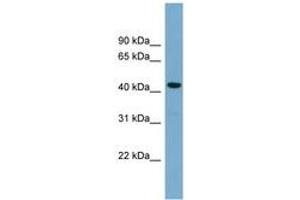 Image no. 1 for anti-Cell Division Cycle Associated 7-Like (CDCA7L) (C-Term) antibody (ABIN6744160) (CDCA7L 抗体  (C-Term))