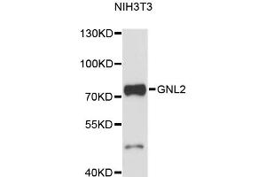 Western blot analysis of extracts of NIH/3T3 cells, using GNL2 antibody (ABIN6291696) at 1:3000 dilution. (GNL2 抗体)