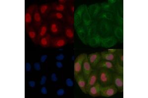 PCGF1 Mouse Monoclonal Antibody staining Hela cells by IF/ICC. (PCGF1 抗体)