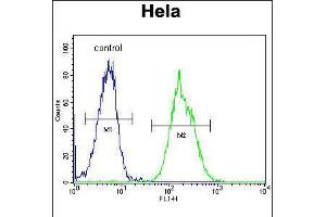Flow cytometric analysis of Hela cells (right histogram) compared to a negative control cell (left histogram). (MAPRE1 抗体  (N-Term))