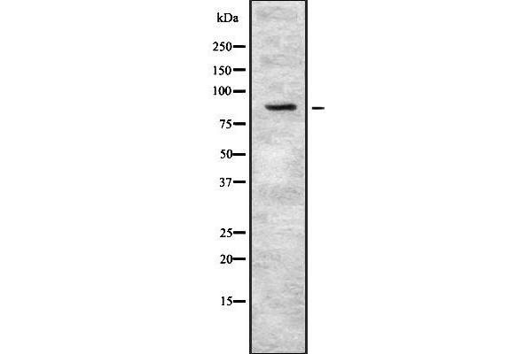 Plakophilin 3 抗体  (C-Term)