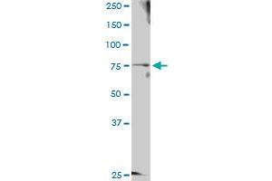 GTSE1 MaxPab rabbit polyclonal antibody. (GTSE1 抗体  (AA 1-720))