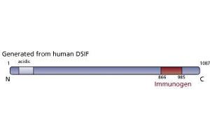 Image no. 1 for anti-CG7626 Gene Product From Transcript CG7626-RA (SPT5) (AA 866-985) antibody (ABIN968370) (CG7626 Gene Product From Transcript CG7626-RA (SPT5) (AA 866-985) 抗体)