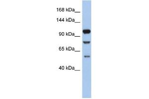 WB Suggested Anti-TLR9 Antibody Titration: 0. (TLR9 抗体  (N-Term))