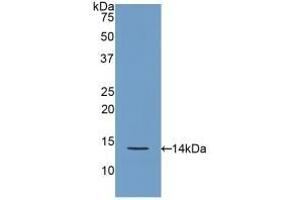 Detection of Recombinant REG3g, Rat using Polyclonal Antibody to Regenerating Islet Derived Protein 3 Gamma (REG3g) (REG3g 抗体  (AA 33-147))