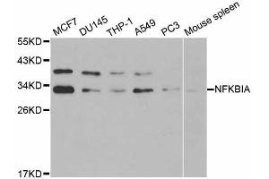 Western blot analysis of extracts of various cell lines, using NFKBIA antibody (ABIN5998337) at 1/1000 dilution. (NFKBIA 抗体)