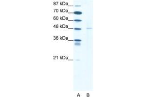Western Blotting (WB) image for anti-DEK Oncogene (DEK) antibody (ABIN2463792) (DEK 抗体)