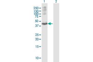 Western Blot analysis of OBFC1 expression in transfected 293T cell line by OBFC1 MaxPab polyclonal antibody.