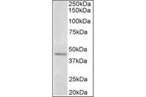 Western Blotting (WB) image for anti-Synaptotagmin V (SYT5) (AA 80-93), (Internal Region) antibody (ABIN1109186) (Synaptotagmin V 抗体  (Internal Region))