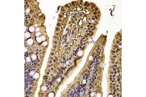 Immunohistochemistry of paraffin-embedded mouse jejunum using XPO5 antibody. (XPO5 抗体  (AA 925-1204))