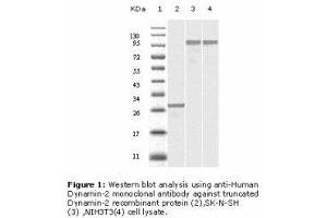 Image no. 2 for anti-Dynamin 2 (DNM2) antibody (ABIN232118) (DNM2 抗体)