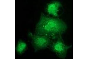 Anti-GSTT2 mouse monoclonal antibody (ABIN2453887) immunofluorescent staining of COS7 cells transiently transfected by pCMV6-ENTRY GSTT2 (RC200040). (GSTT2 抗体)