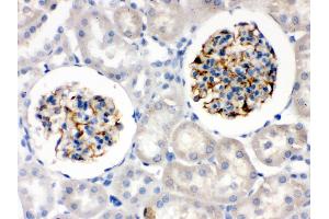 Nestin was detected in paraffin-embedded sections of rat kidney tissues using rabbit anti- Nestin Antigen Affinity purified polyclonal antibody at 1 μg/mL. (Nestin 抗体  (N-Term))
