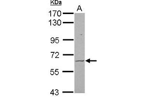 Image no. 2 for anti-Frizzled Family Receptor 9 (FZD9) (N-Term) antibody (ABIN1494023) (FZD9 抗体  (N-Term))